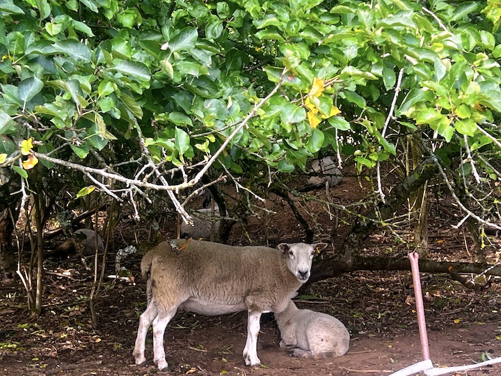 Bellamina and her baby